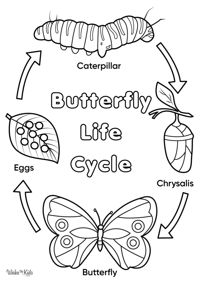 A first grade student coloring the four stages of butterfly metamorphosis including egg, caterpillar, chrysalis, and adult butterfly in a circular diagram