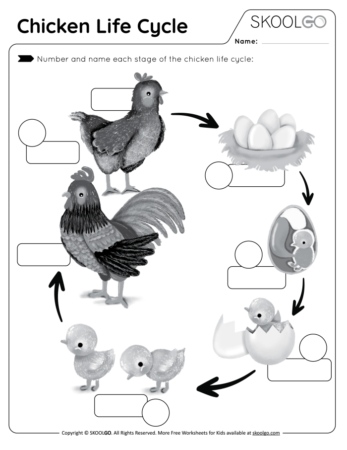 First grade student coloring a chicken life cycle worksheet showing egg to hen stages