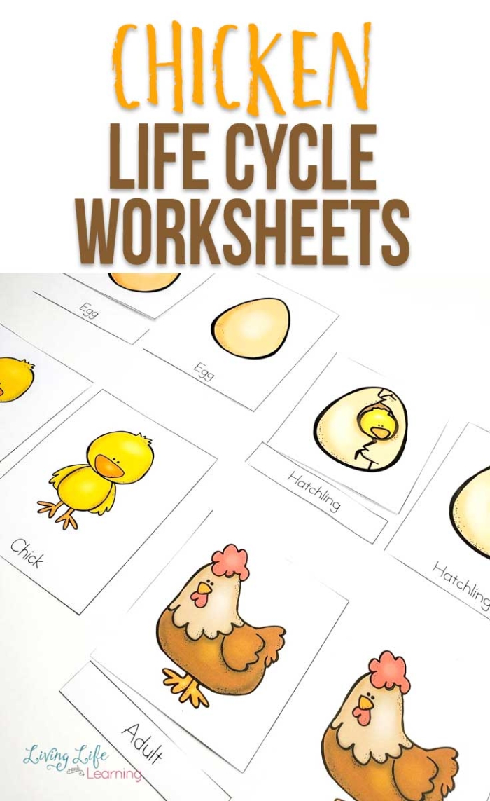 Chicken life cycle worksheet for first graders featuring stages of a chicken's development