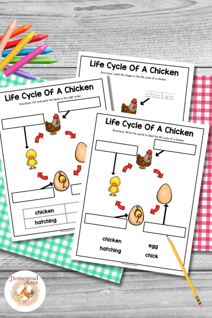 Chicken life cycle worksheet for first graders to color and learn about each stage of a chicken's development