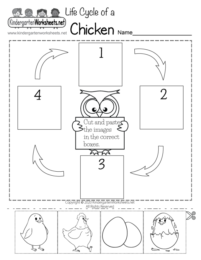Illustration of a chicken life cycle worksheet for first graders to color and learn about each stage