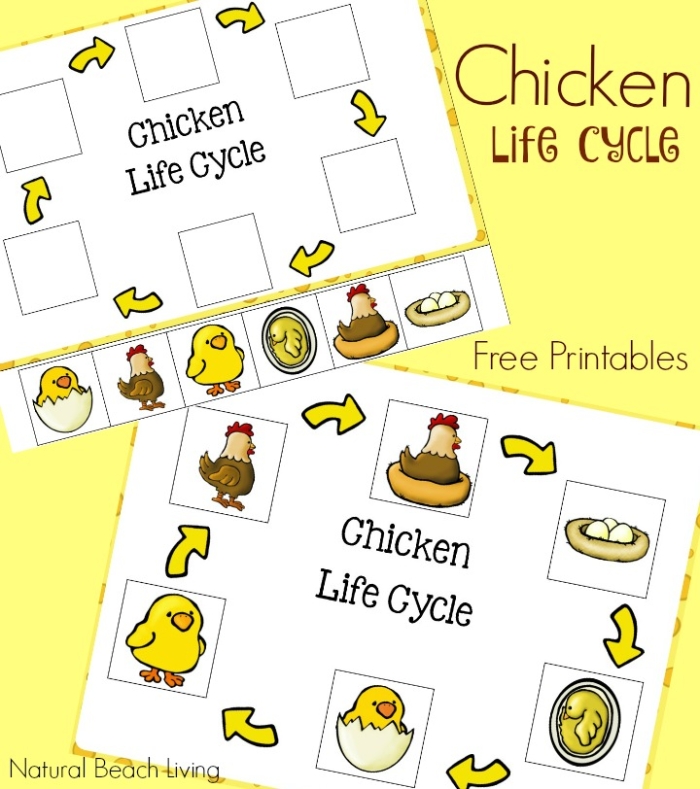 First grade science worksheet showing the colorful stages of a chicken life cycle