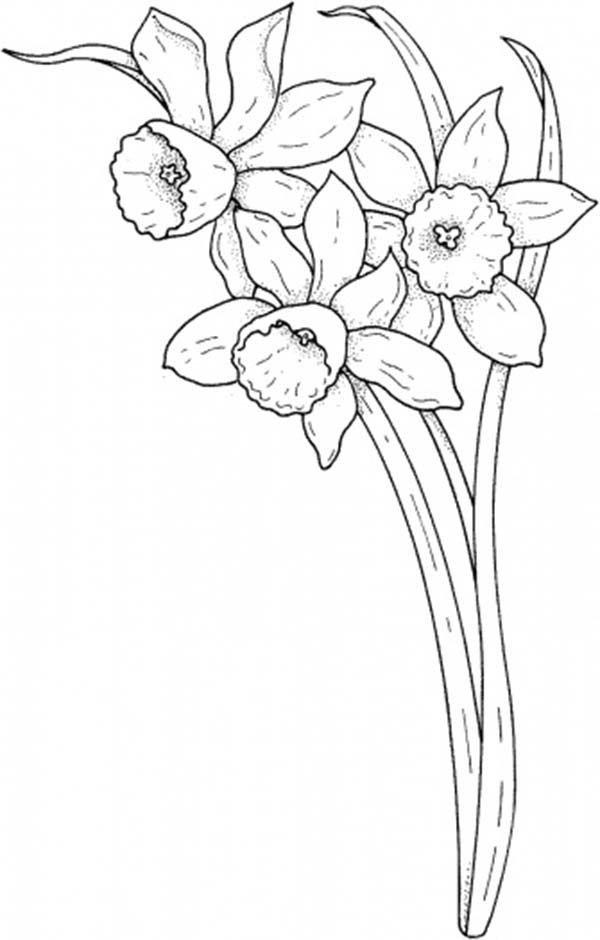 Daffodil Flower Parts Coloring Activity for Early Learners First grade students color a yellow daffodil flower with labeled parts including petals, stem, and leaves on this spring-themed worksheet