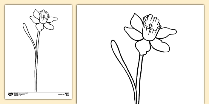 Color a Daffodil: Spring Flower Parts Diagram for Young Learners First grade daffodil coloring worksheet with labeled flower parts diagram for spring learning activity