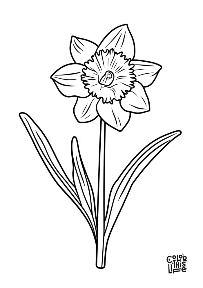 Color a Daffodil Worksheet for First Grade Science and Math Activity 14 First grade student coloring a flower diagram on a Color a Daffodil worksheet