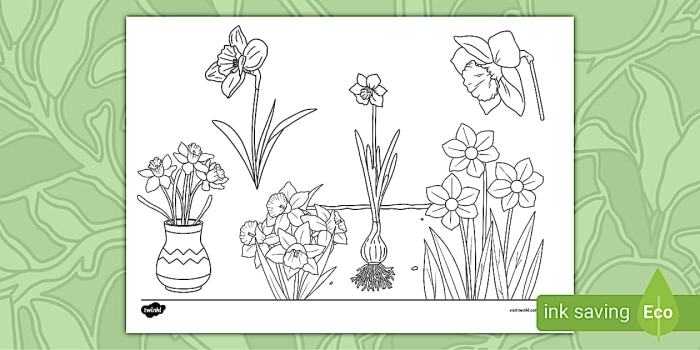 Daffodil Coloring Page with Flower Parts Labels for Young Learners First grade student coloring a yellow daffodil with labeled flower parts diagram for spring learning activity