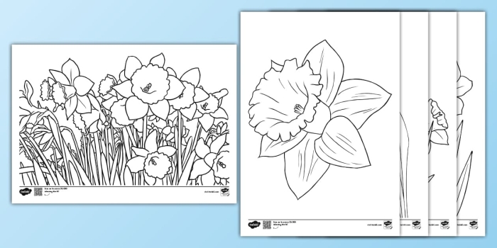 Daffodil Flower Parts Coloring Page for Young Learners First grade daffodil coloring worksheet with labeled flower parts diagram for spring learning activities