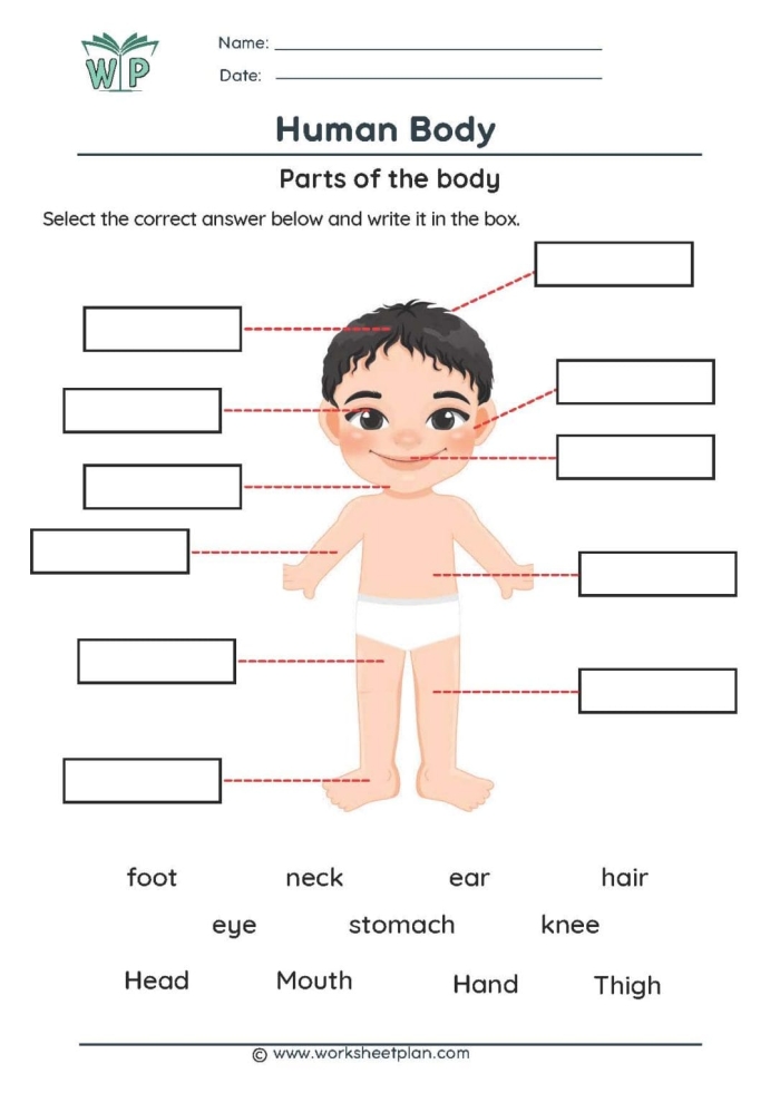 First grade worksheet for labeling human body parts with a fun character illustration