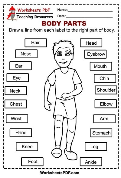 First grade student worksheet featuring illustrations to label different parts of the human body