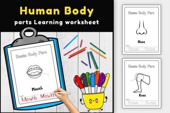 First grade human body parts worksheet featuring labeled anatomical diagrams for spelling practice