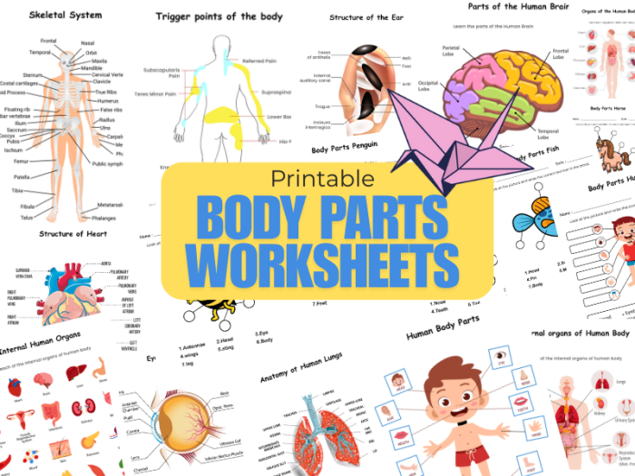 First grade worksheet featuring labeled human body parts for science and spelling practice