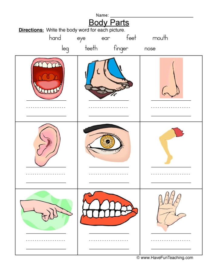 Worksheet featuring the parts of the human body for first graders to enhance their spelling and research skills