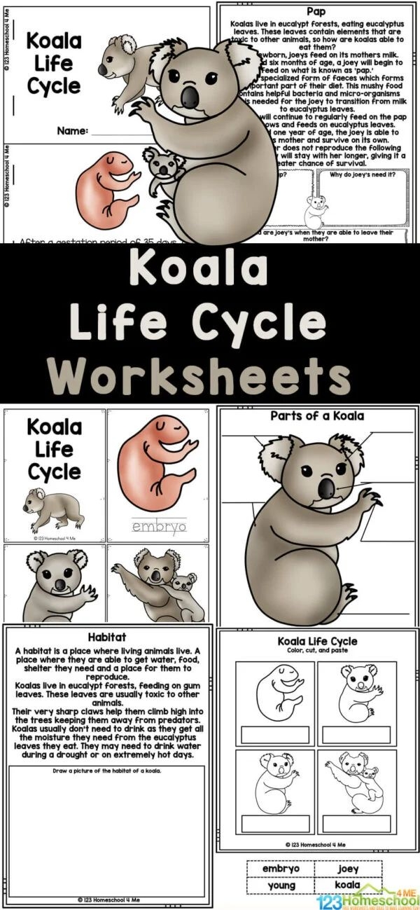 A first grade student coloring a friendly koala illustration in a life science worksheet