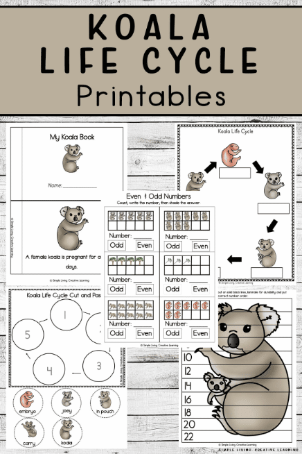 Cute koala coloring worksheet for first graders learning about Australian wildlife