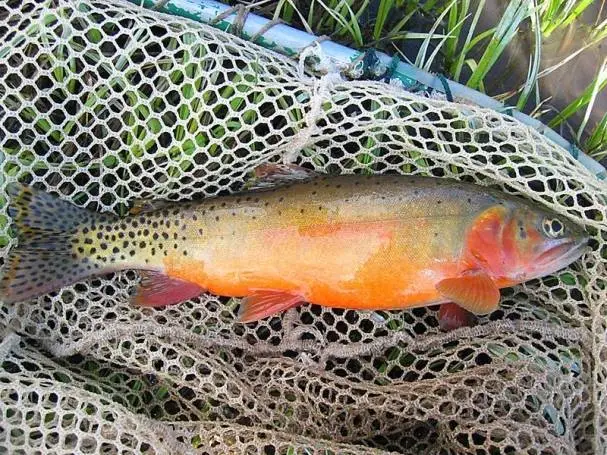 Colorful Monster Go Fish worksheet for first graders to enjoy a Halloween twist on the classic card game