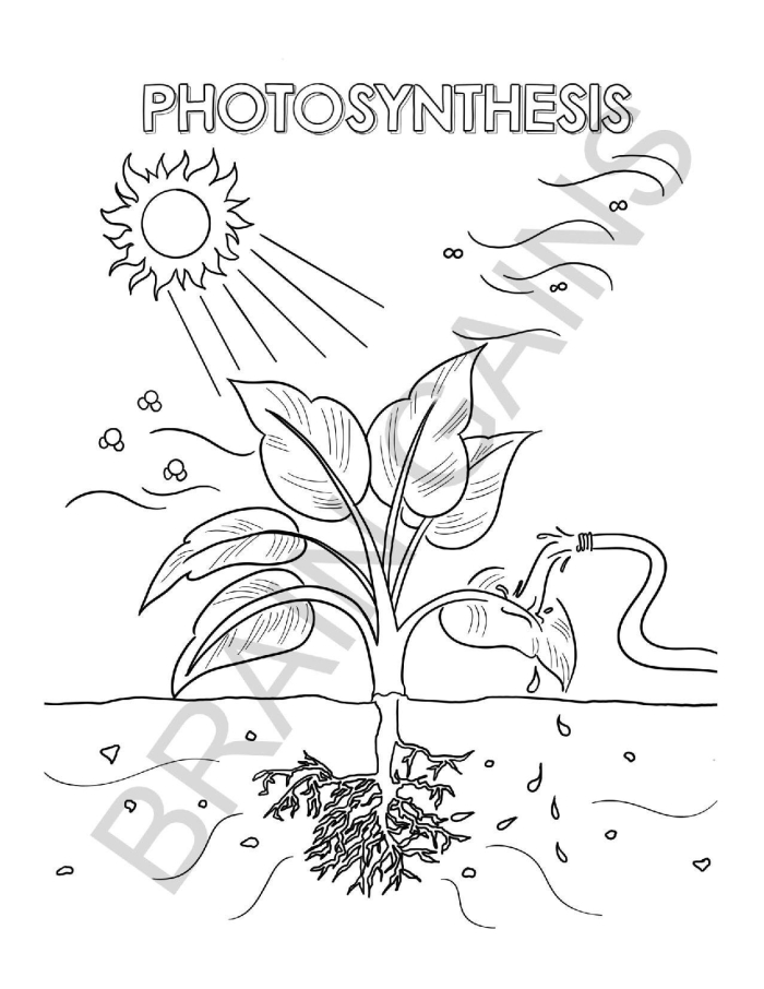 First grade photosynthesis diagram and coloring page for multiplication practice