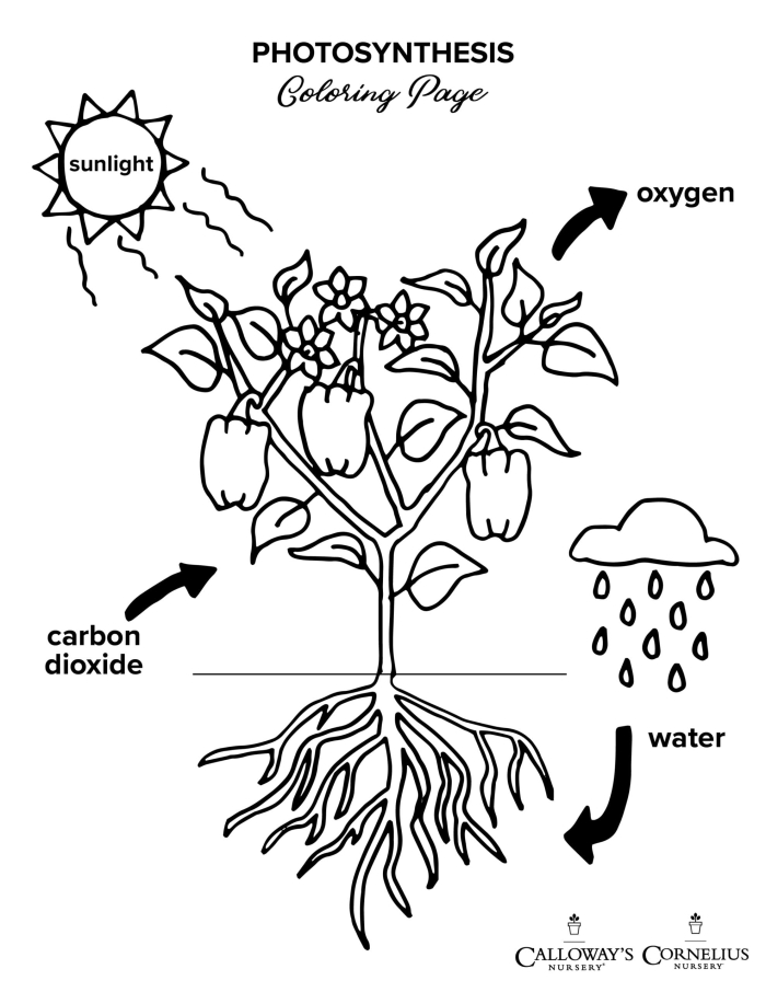 First grade student coloring a diagram about the photosynthesis process