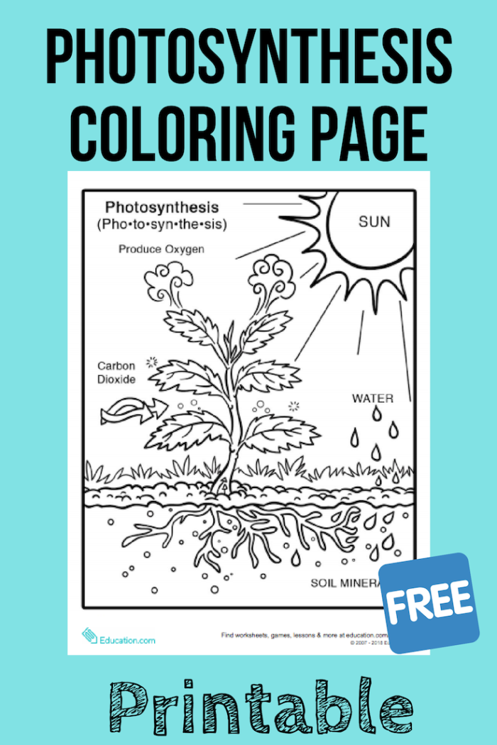First grade photosynthesis coloring page worksheet featuring a plant diagram