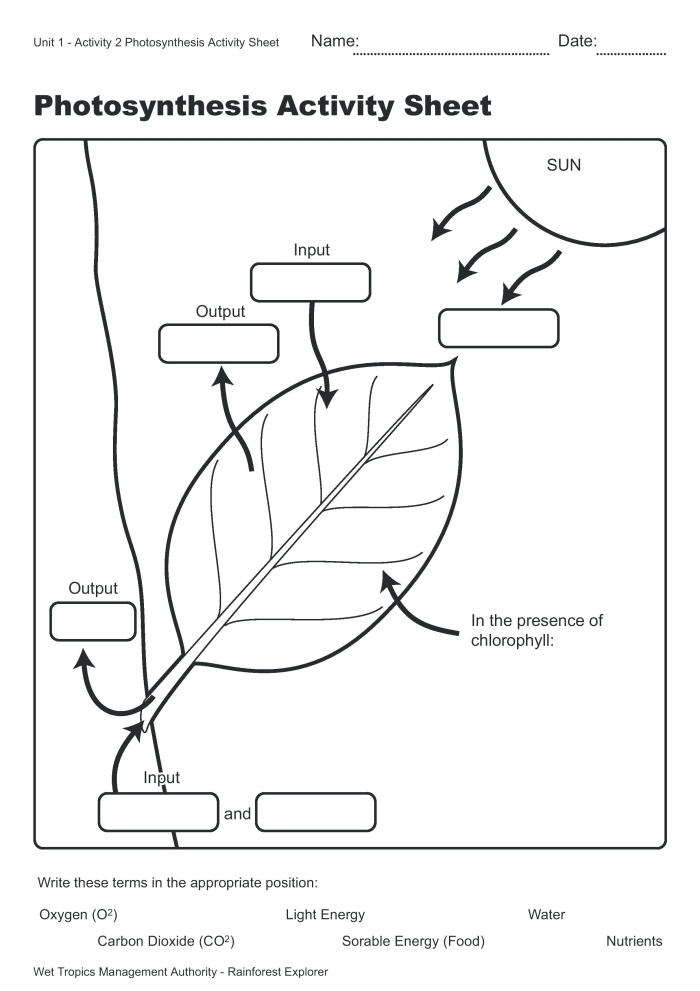 Coloring page illustrating the process of photosynthesis for first graders