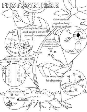 Coloring page worksheet illustrating photosynthesis for first graders