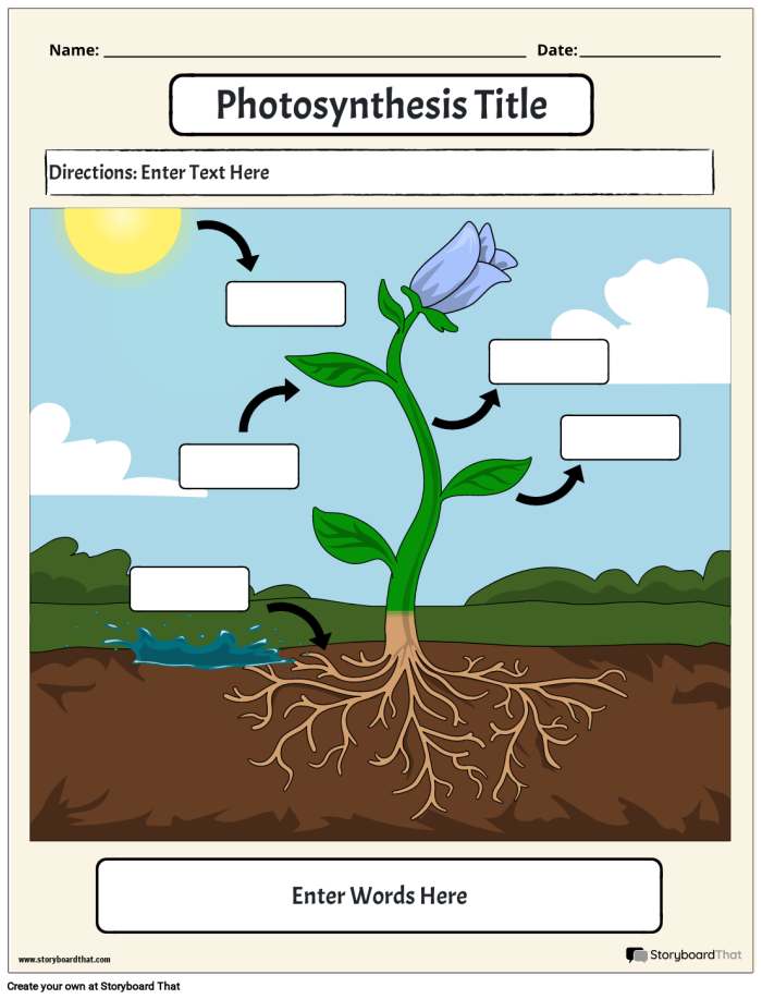 First grade photosynthesis coloring page worksheet featuring a simple plant diagram for science practice