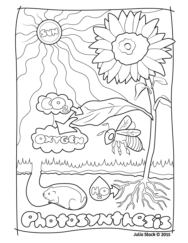 Coloring page worksheet illustrating photosynthesis for first graders