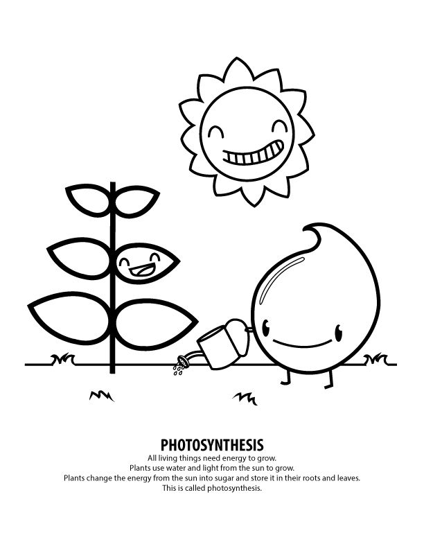 First grade photosynthesis coloring page worksheet featuring a simple plant diagram