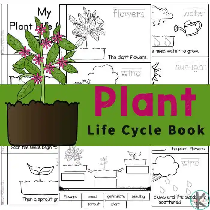 First grade students arranging plant life cycle stages in sequential order on a worksheet