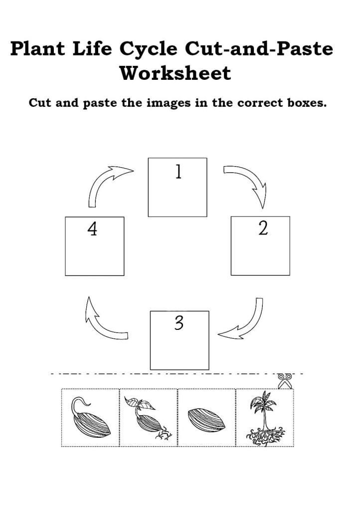 First grade plant life cycle ordering worksheet showing four stages of plant growth with pictures to arrange in sequence