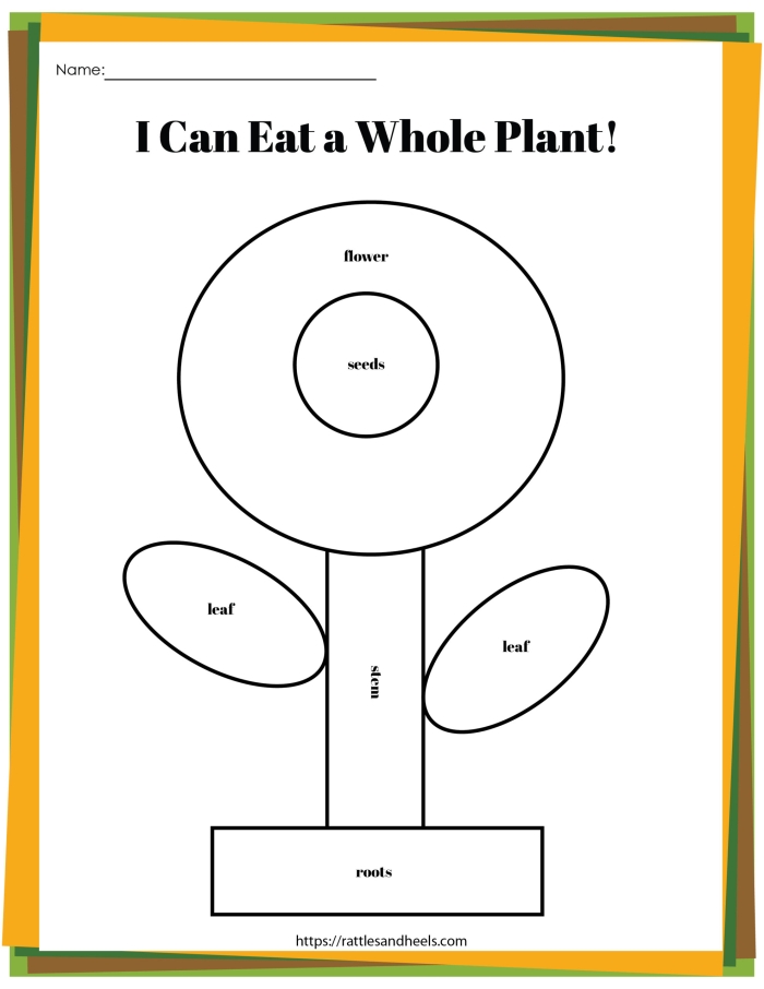 First grade plant life cycle sequencing worksheet with four stages showing seed germination and growth