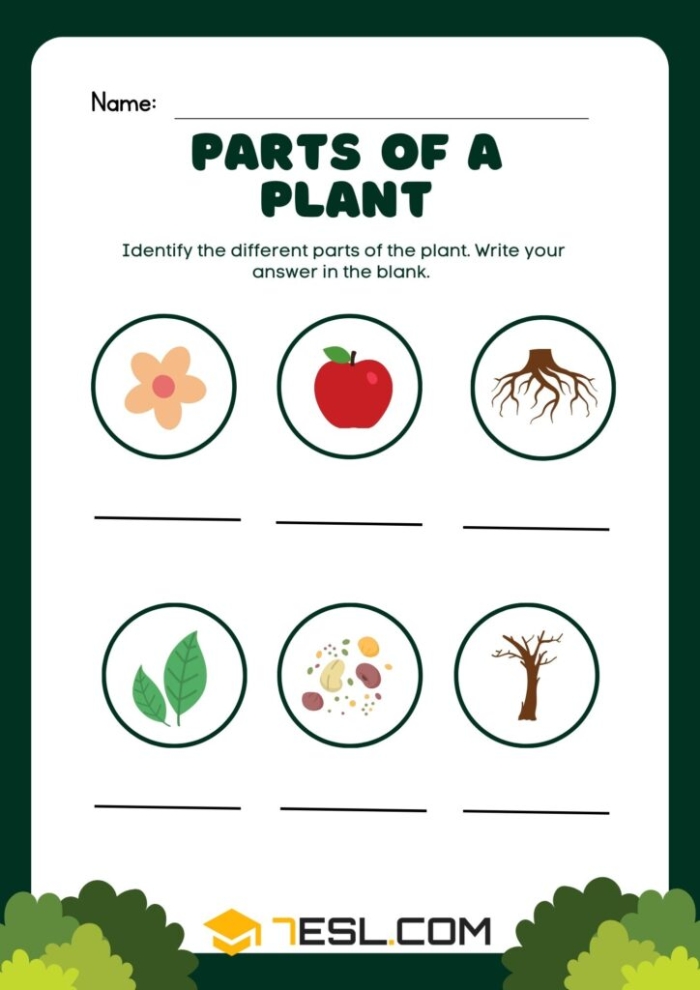 Colorful worksheet for first graders to identify the parts of a plant using a word bank