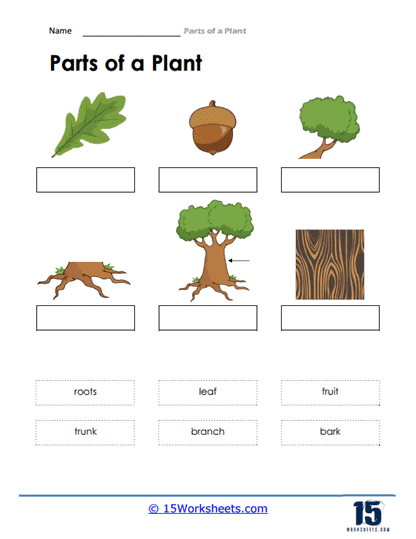 Colorful worksheet showing the parts of a plant for first graders to label and learn