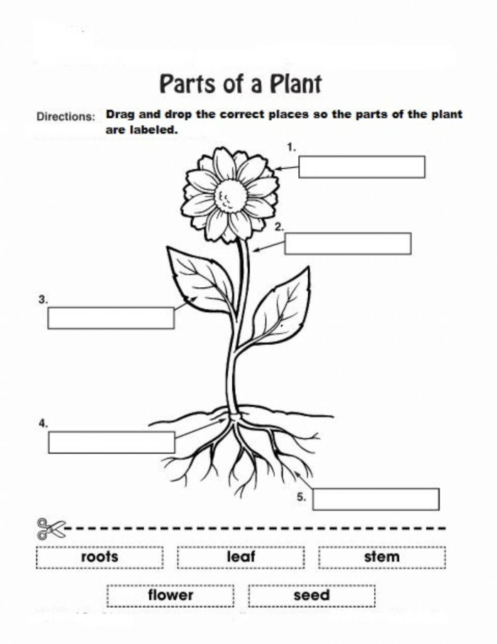 First grade worksheet featuring a word scramble about parts of a plant
