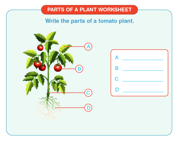 First grade vocabulary worksheet featuring a word scramble to identify the parts of a plant