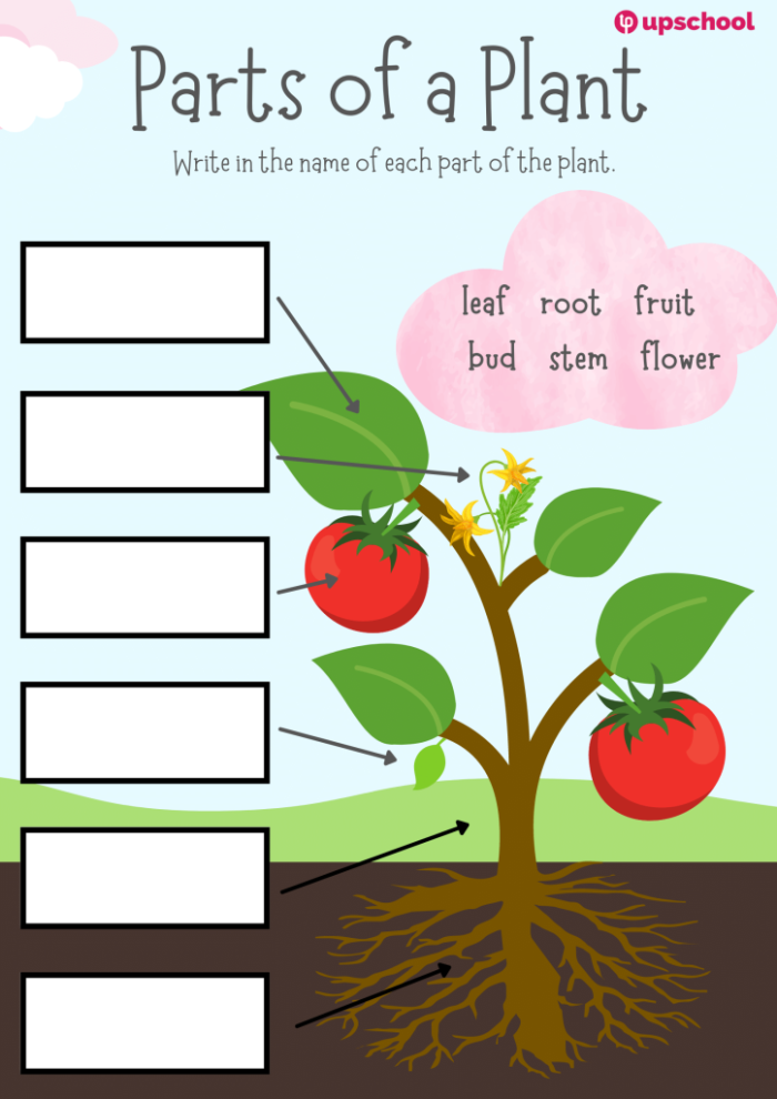 First grade student worksheet featuring a word scramble puzzle to identify the parts of a plant