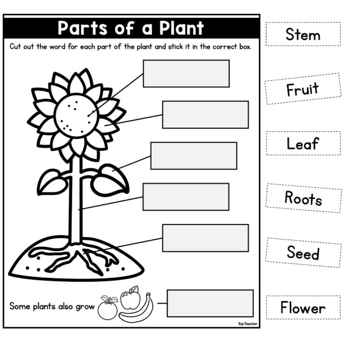Colorful worksheet for first graders to identify the parts of a plant using a word bank