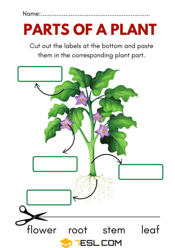 Colorful worksheet for first graders to identify parts of a plant using a word bank