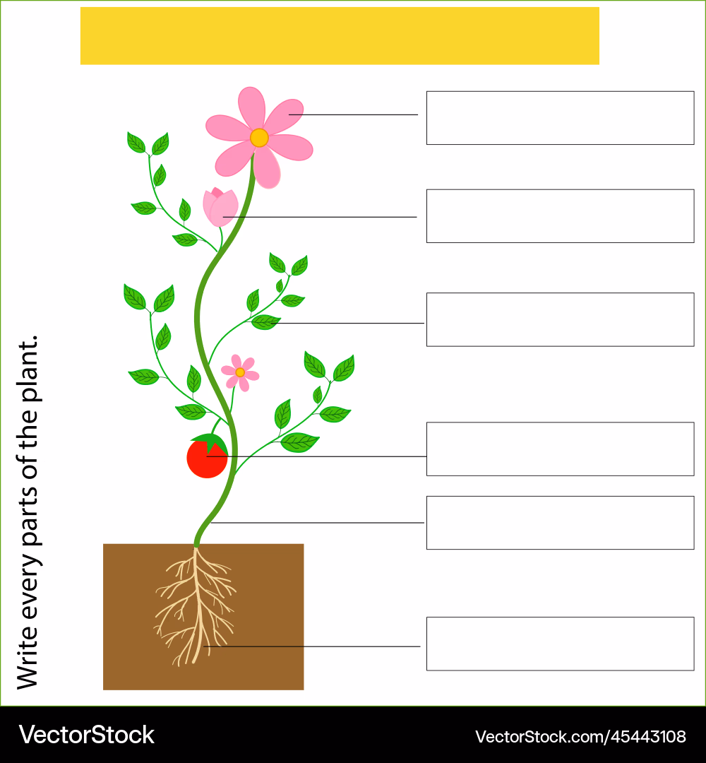 Colorful worksheet for first graders to identify parts of a plant using a word bank