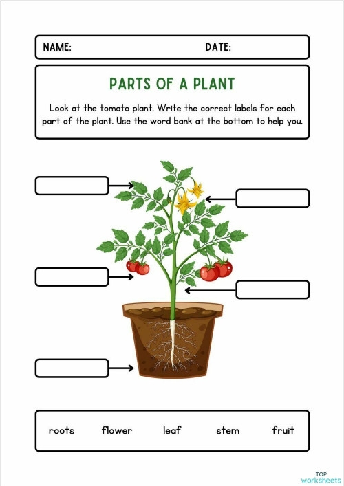 Colorful worksheet for first graders to name the parts of a plant using a word bank