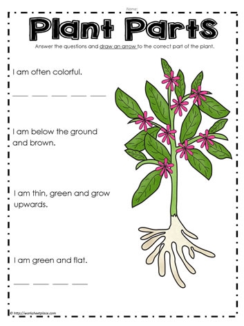 Colorful worksheet for first graders to identify parts of a plant using a word bank