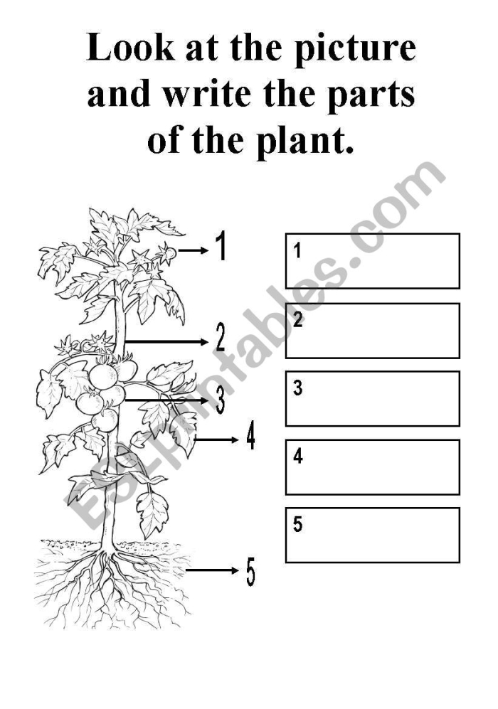 Colorful worksheet for first graders to identify and name parts of a plant using a word bank
