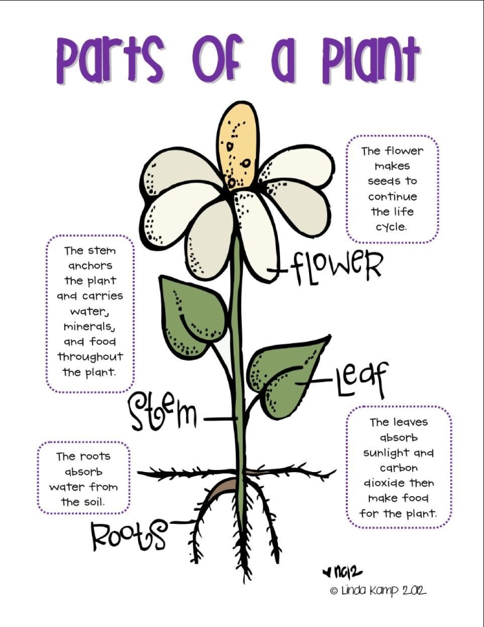 First grade student worksheet featuring a word scramble exercise to identify parts of a plant
