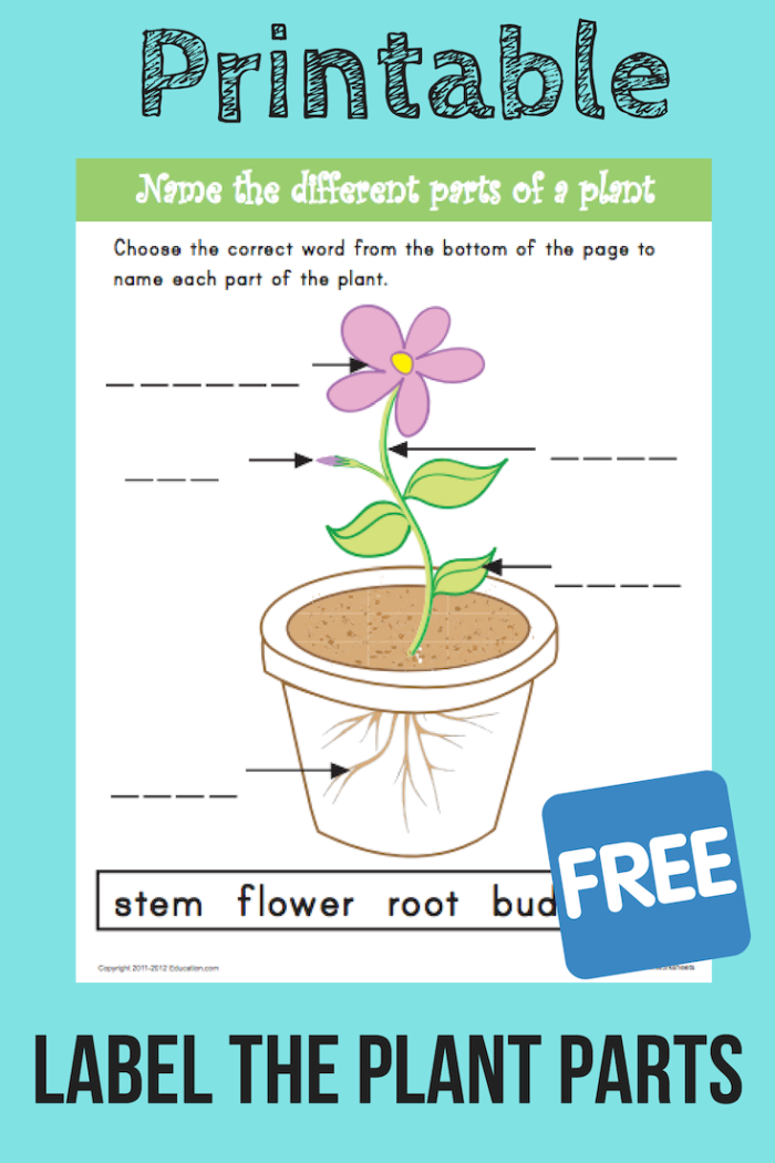 Colorful worksheet for first graders to identify and name the parts of a plant
