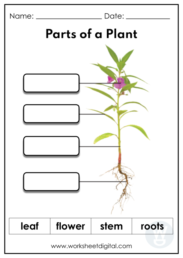 Colorful worksheet for first graders to identify the parts of a plant using a word bank