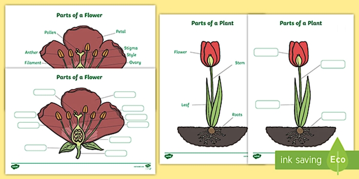 Colorful worksheet for first graders to identify and name the parts of a plant
