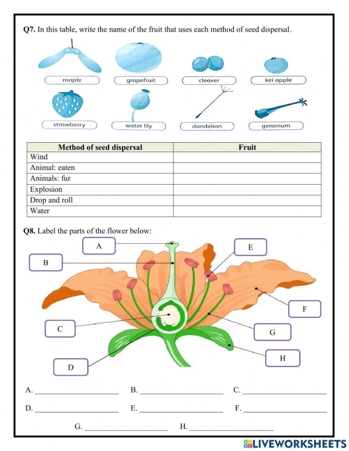 Colorful worksheet for first graders to identify the parts of a plant using a word bank