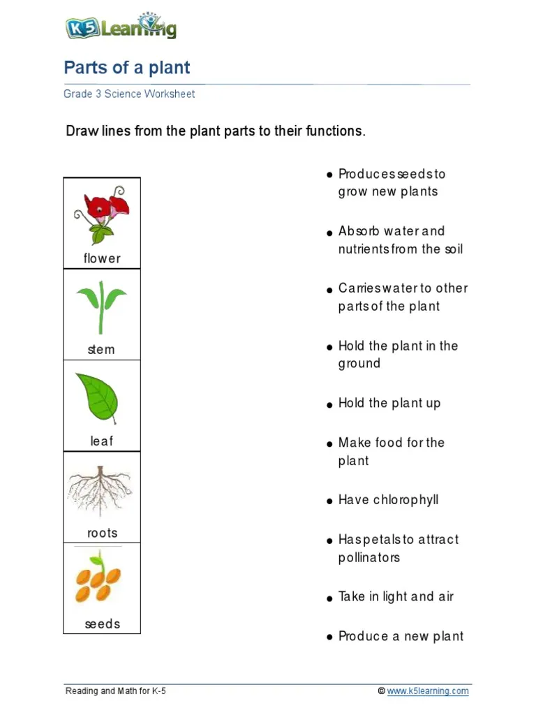 Colorful worksheet for first graders to identify parts of a plant using a word bank