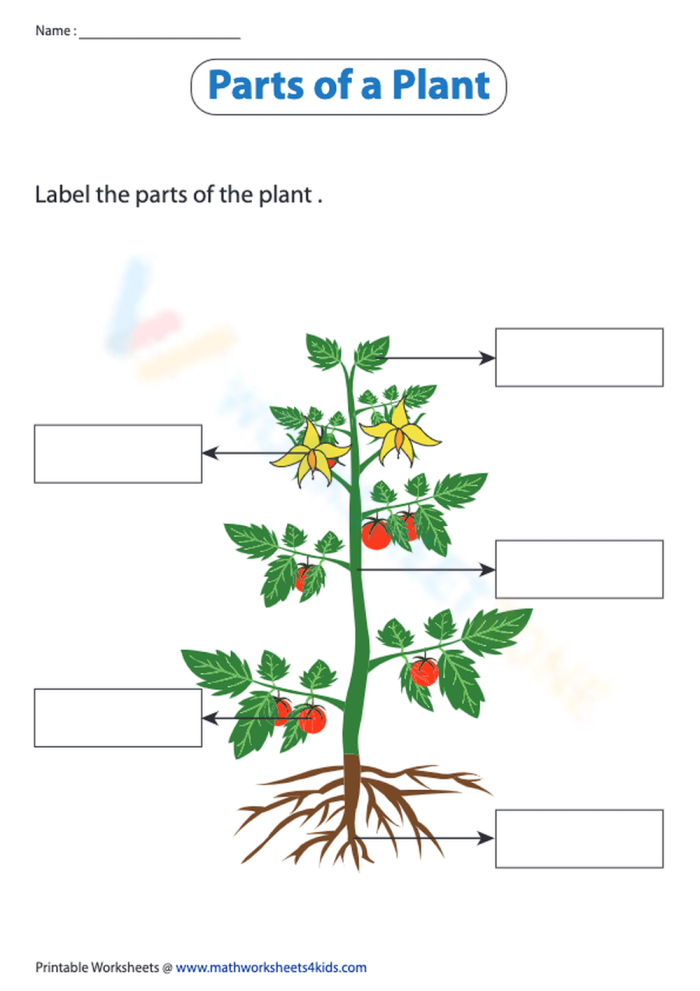 Colorful worksheet for first graders to identify and name the parts of a plant using a word bank