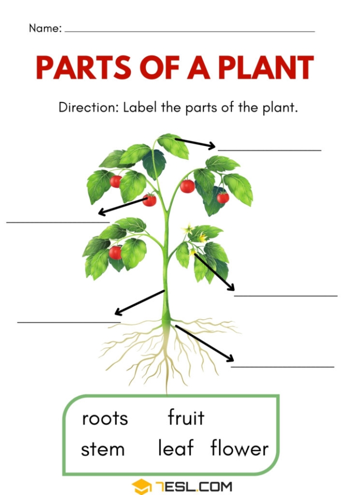 Colorful worksheet for first graders to identify parts of a plant with a word bank