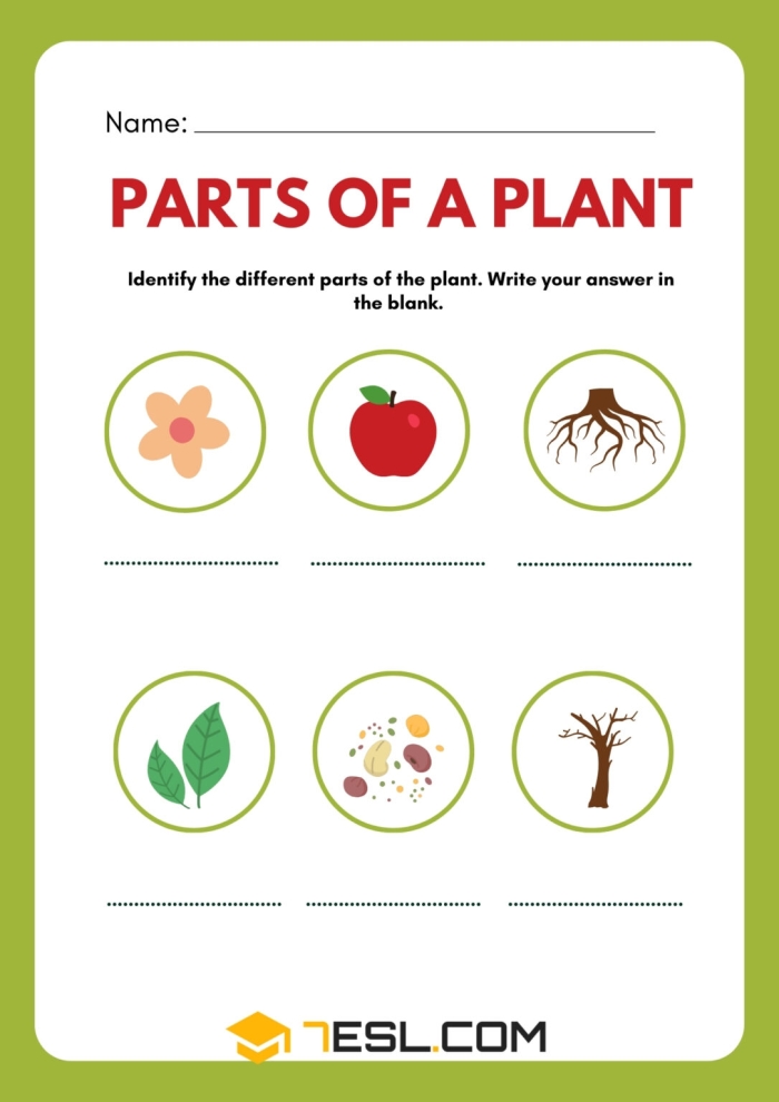 Colorful worksheet for first graders to identify the parts of a plant using a word bank